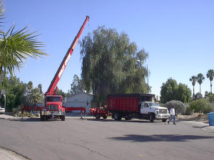 Tidy Tree Trimming Arriving on a Job Site Picture 4