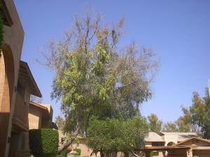 Dying Tree in Tempe, AZ