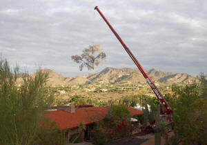 Crane Safely Removing a Tree in Paradise Valley Picture 2