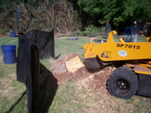 Large Stump Grinder in Action