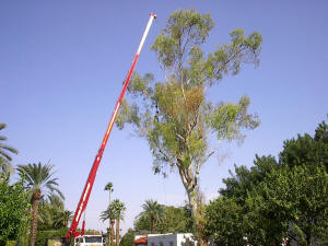 Crane Safely Removing a Tree in Scottsdale, AZ