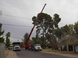 Tidy Tree Trimming Arriving on a Job Site Picture 2