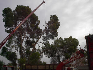 Crane Safely Removing a Tree in Tempe, AZ