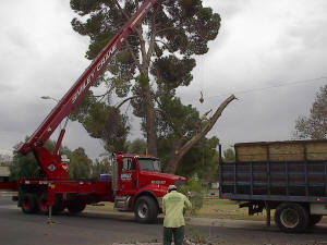 Crane Safely Removing a Tree in Scottsdale, AZ
