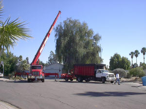 Tidy Tree Trimming Arriving on a Job Site Picture 4