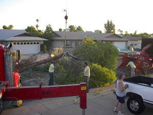 Crane Safely Removing a Tree in Glendale, AZ