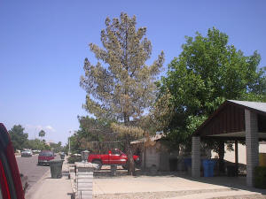Dead Tree in Phoenix Arizona