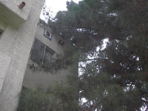 Tree Damaging Apartment Building