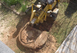 Stump Removal at a home in Phoenix, AZ