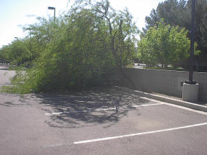 Storm Damage in Scottsdale, AZ Picture 1